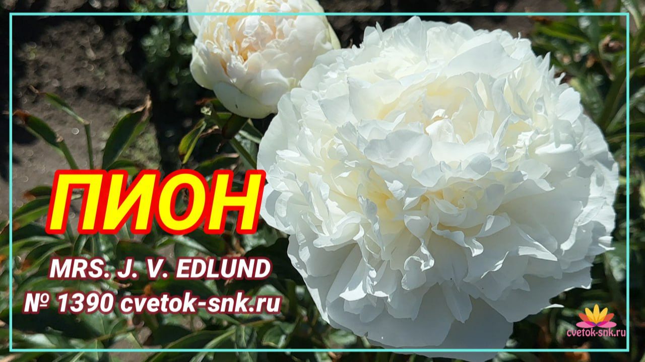 Белоснежный пион "MRS.J.V.EDLUND"/Сад Ворошиловой