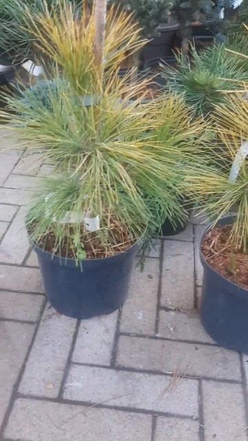 ❤🌲Сосна Веймутова Луи 
✔Продажа растений в телеграм канале
https://t.me/love_is_hvoiny_dvorik
🚛🪴Отпр