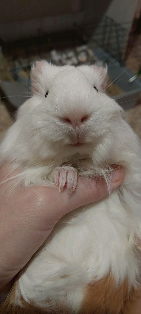 Морская свинка 🤍