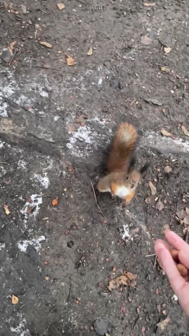 Шустрая борьба за орехи #земнойирий #природа #парк #белочки #белки #животные