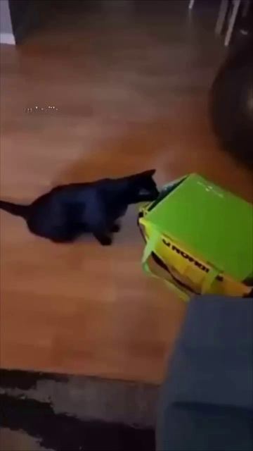 Коты с гипнотизирующими голубыми глазами отдыхают