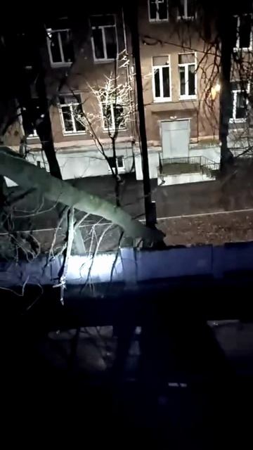 Дерево упало на 14 дом улица Каманина город Владимир