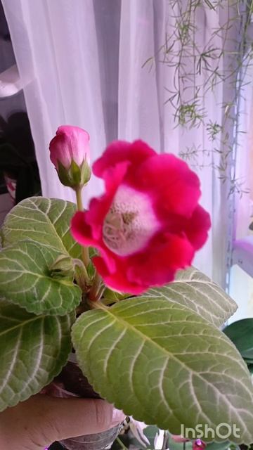 Полочка красоты 🤗🙏🙏❤☘️☘️
Цветущие глоксинии 🌱🌱
#глоксиния