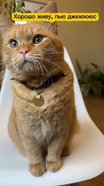 Маленький рыжий рэпер 😎