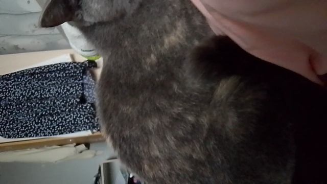 1000003410.mp4#Sorts