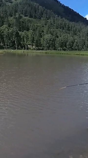 Как рыбачат на форелевом хозяйстве!? Алтай, Камышлинский водопад. Янтарная форель.