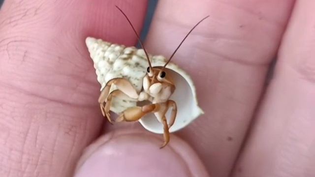 Гастропода времен миоцена 5-25 млн. лет
🔥🔥🔥