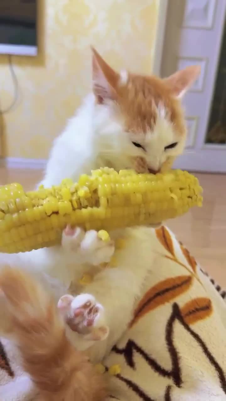 #ржачушки #смехотерапия #потрясное #забавныепосты #meow #мемныевидео #myfurryfriend #фан