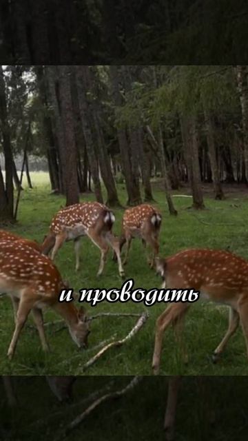 Косули в Аллероевском участковом лесничестве.