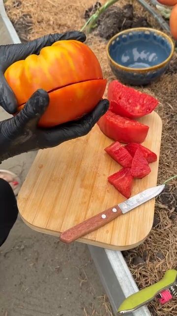 КРУПНОПЛОДНЫЕ СОРТА ПОМИДОР КОРОЛЕВИЧ и АЛТАЙСКИЙ САХАР