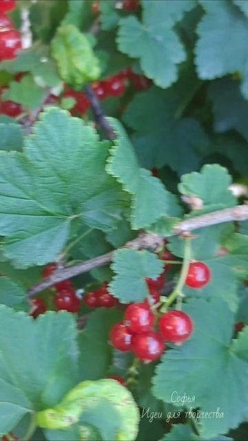 #идеидлятворчества #cottagecore #cottagecoreaesthetic #fairycore #fairy #fairytale #aesthetic #aesth