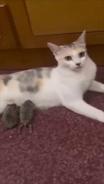 Питомец-фанат хоккея и сурок на обеде