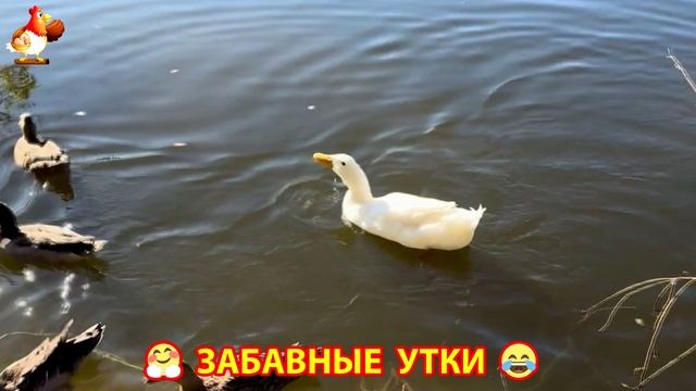 Забавные утки мускусные и пекинские на свободном выгуле со своими друзьями ч.(296) ❣️🤗😂