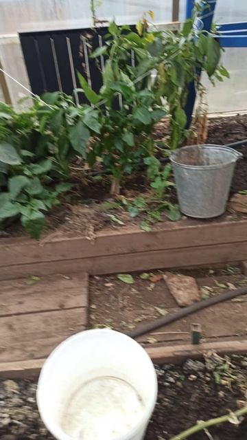 26 ноября в теплице #теплица #дача #садоводничество #огород #уходзатеплицей #осень #урожай