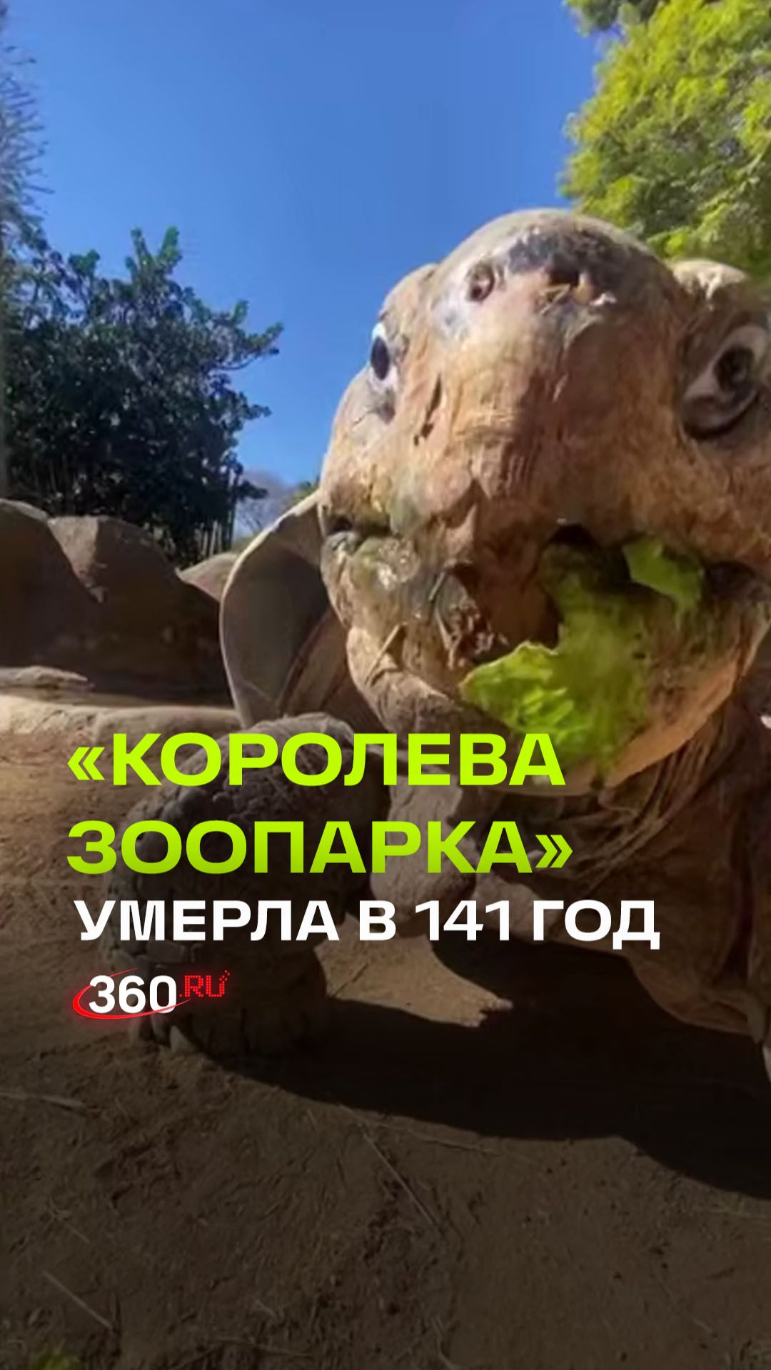 Самая старая черепаха в мире умерла в Сан-Диего