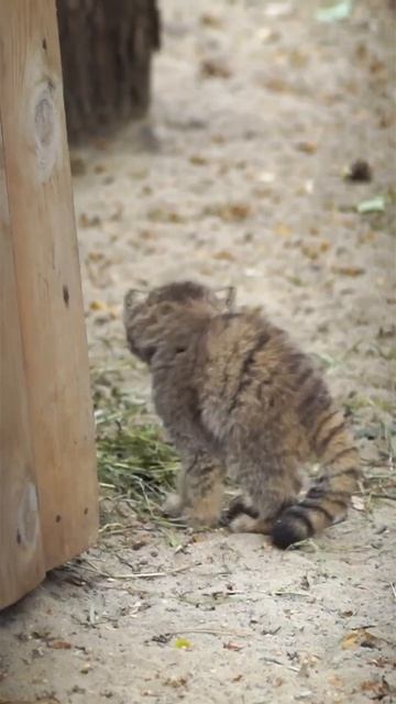 Маленькие котята манула 😻😘☺️🥰😉