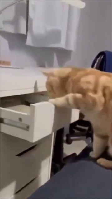 Кот-вор: Питомец открывает кухонный шкаф лапами