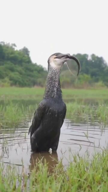 Лёгкий перекус.