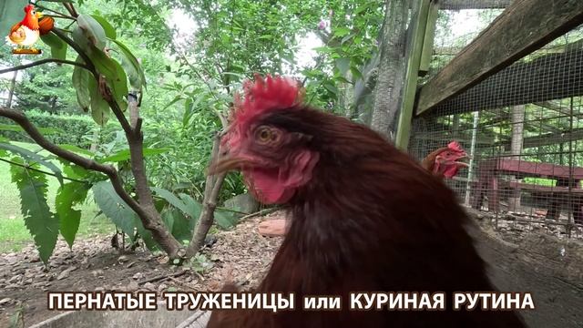 Куриная рутина – что делают куры на выгуле 😂 эпизод (68)