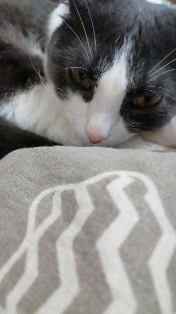 VID_20251126_175606.mp4