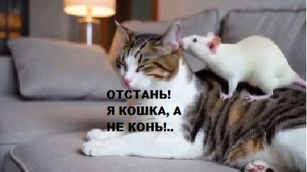 Отстань! Я кошка, а не конь! Веселый этюд