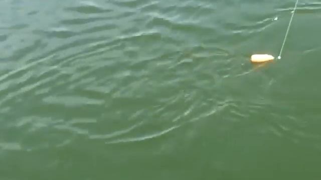 Огромный сом. Все в шоке от пойманного.