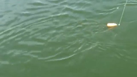 Огромный сом. Все в шоке от пойманного.