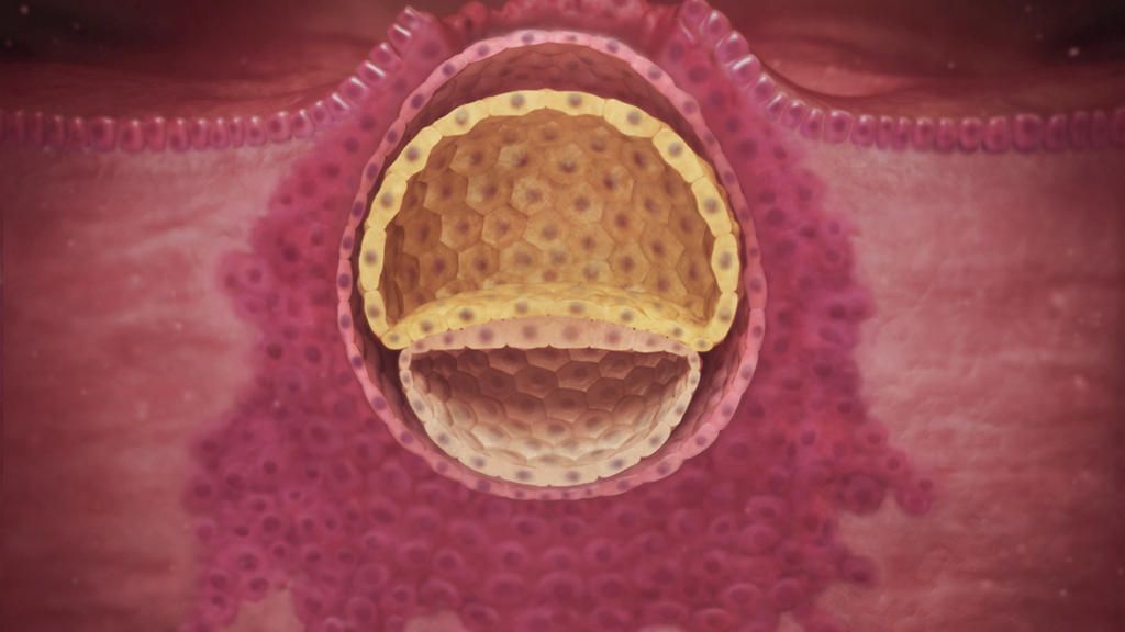 26/11/2025 Индивидуальная сессия Исцеление внутриутробных травм