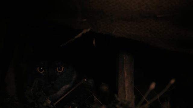 Смотреть онлайн Ведьмы Hagazussa A Heathen's Curse - Дублированный трейлер