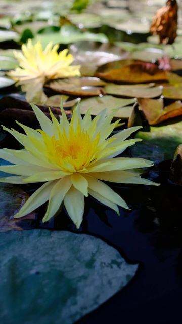 Нимфея Pinwaree