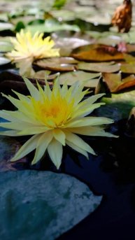 Нимфея Pinwaree