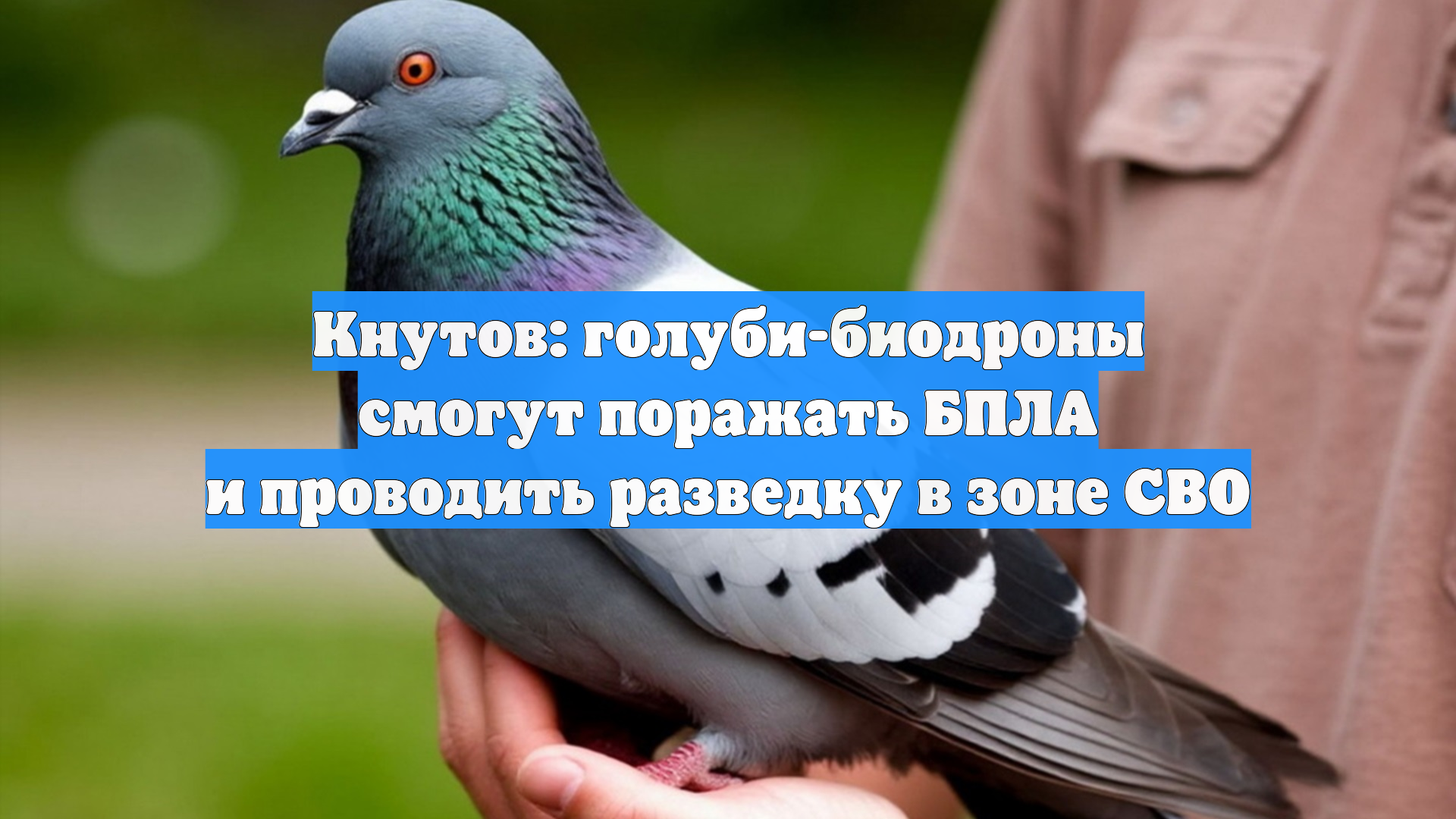 Кнутов: голуби-биодроны смогут поражать БПЛА и проводить разведку в зоне СВО