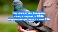 Кнутов: голуби-биодроны смогут поражать БПЛА и проводить разведку в зоне СВО