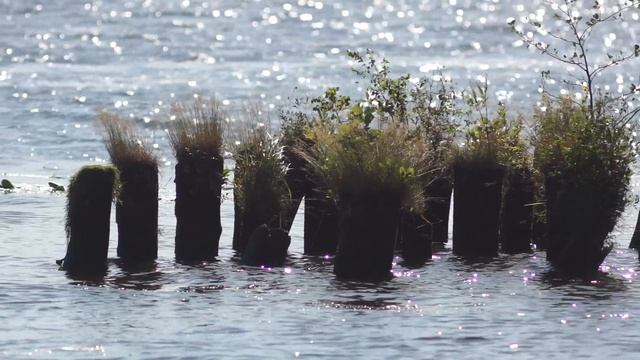 кострома лето 2025