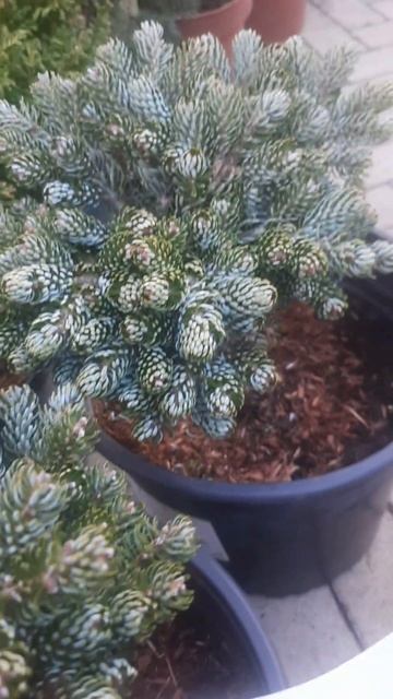 ❤🌲Пихта Корейская Когоутс Айсбрекер
✔Продажа растений в телеграм канале:
https://t.me/love_is_hvoiny