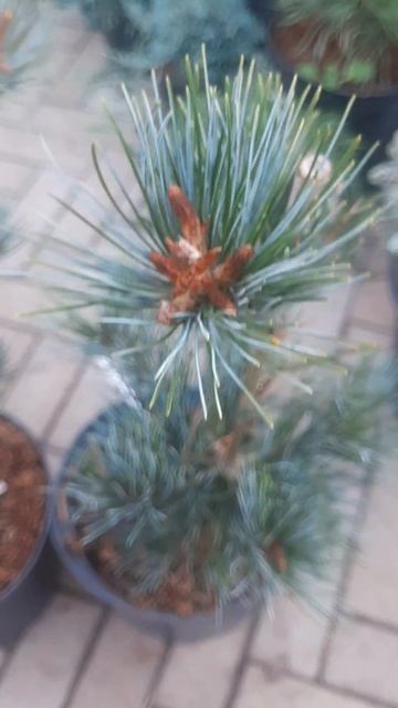 ❤🌲Сосна мелкоцветковая Темпельхоф
✔Продажа растений в телеграм канале: 
https://t.me/love_is_hvoiny_