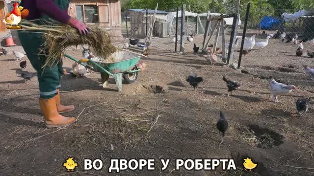 Содержание кур в домашних условиях и других птиц во дворе у Роберта 🐣🐤🦆🐔🪿🦃 (346)