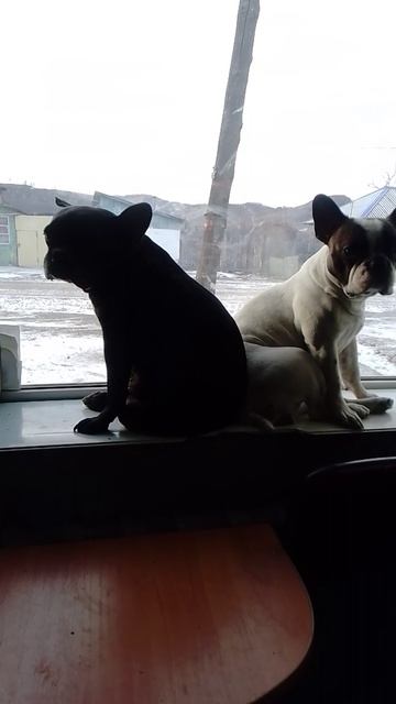 Помощники на работе))). Релакс, охрана и хорошее настроение)))