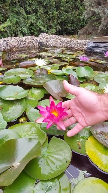 Нимфеи нашего сада #нимфея