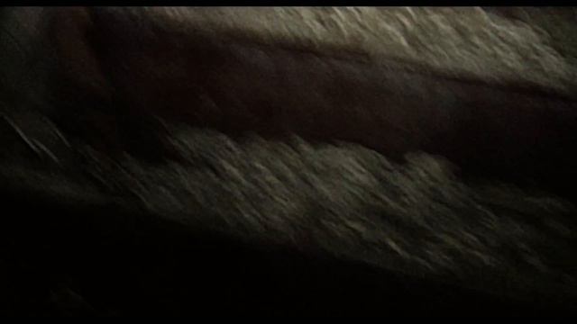 Смотреть онлайн Ведьма из Блэр Новая глава Blair Witch - Отрывок 1