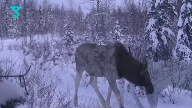 Лоси по сторонам не смотрят | Водителей просят быть осторожными в сезон миграции