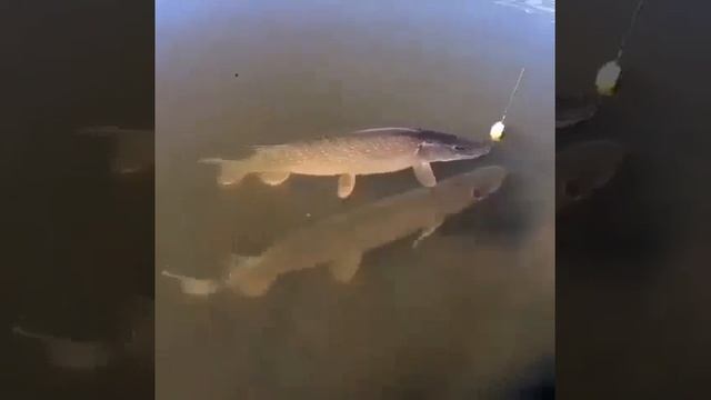 Клип @zatropheem