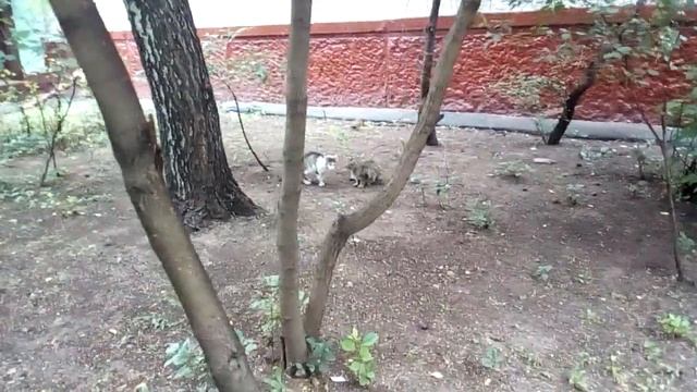 Какие звуки издают коты