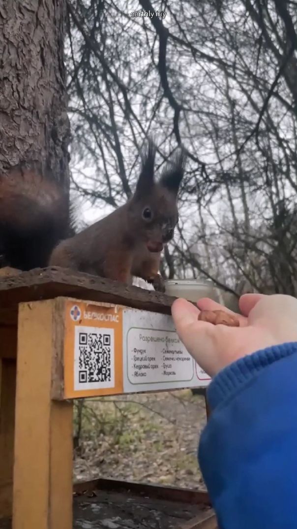 Вот такие шустрики #земнойирий #природа #парк #белочки #белки #животные