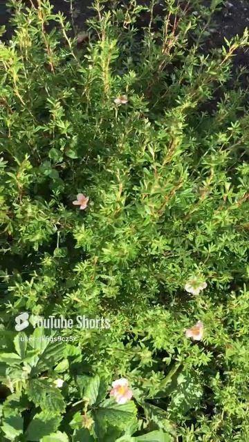 Ленобласть. Хвойное. 16.07.2024. Дача. Лапчатка гламур герл розовая