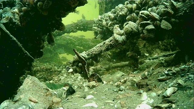 1000005524.mp4Волга гл.26.11.2025г.