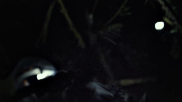 Смотреть онлайн Ведьма из Блэр Новая глава Blair Witch - Дублированный трейлер