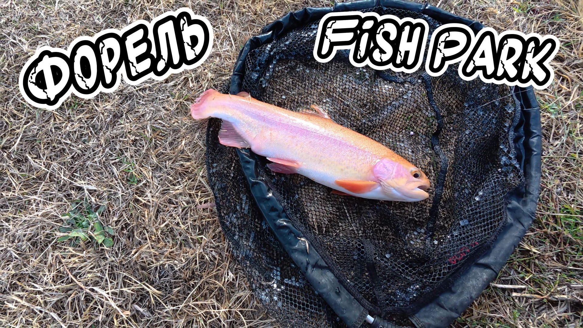 Выезд на прудовую Форель озеро FishPark! 🎣🔥#рекомендации#форельАлматы#top#2025#fishing