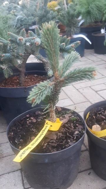 ❤🌲Ель Энгельмана Снейк
✔Продажа растений в телеграм канале:
https://t.me/love_is_hvoiny_dvorik
🚛🪴Отп