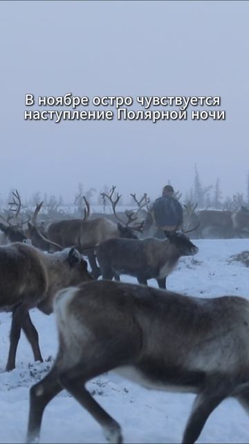 Ненцы и полярная ночь| месяц испытаний для человека #ямал #север #тундра #олени #дикаяприрода